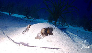 This image was taken off Nassau a couple of years ago whi... by Steven Anderson 